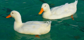 Кафене с патици в Китай привлича все повече клиенти