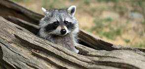 Пияни еноти в Отава (СНИМКИ)