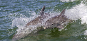 Майка делфин „благодари“ на рибари, спасили бебето ѝ (ВИДЕО)
