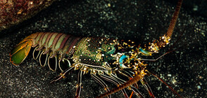 Двуцветен омар озадачава учените (СНИМКИ)