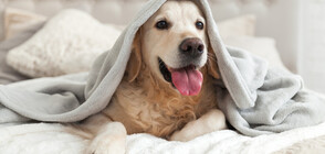 Кучетата обичат да се гушкат през нощта