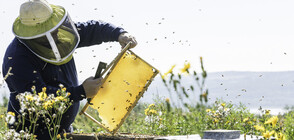 Пчелари на бунт, искат затвор за ползването на пестициди