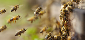 Рояк пчели се залепи върху самолет на Еър Индия (СНИМКИ)