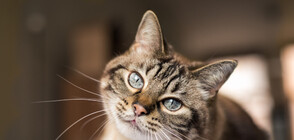 Котките се привързват емоционално към хората като кучетата