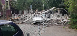 Дърво премаза паркиран автомобил в София (СНИМКИ)