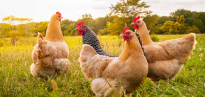 Заради риск от инфлуенца: Започват масови проверки в птицефермите
