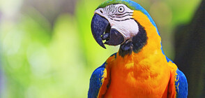 Холандската полиция арестува папагалче