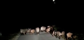 Диви прасета нападнаха квартал в Габрово (ВИДЕО)