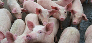 Първи случай на африканска чума по свинете в Сливен