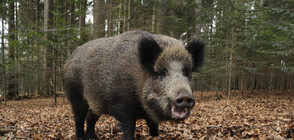 От 5 октомври започва ловът на дива свиня