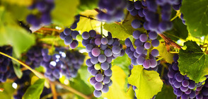 Американец стана рекордьор на Гинес по съсичане с меч на гроздови зърна (ВИДЕО)