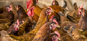 Уволниха служител на БАБХ, избивал кокошки не по правилата