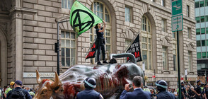 Екоактивисти заляха с червена боя бика пред "Уолстрийт" (ВИДЕО+СНИМКИ)