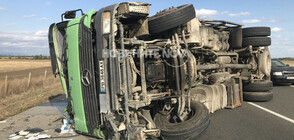 Камион с прасета се обърна на АМ „Тракия" (ВИДЕО+СНИМКИ)