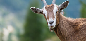 Козел се вмъкна в къща и заспа в банята (ВИДЕО+СНИМКИ)