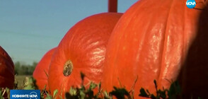 ТИКВИ В НЕБЕТО: В Индиана се надстрелваха с част от реколтата