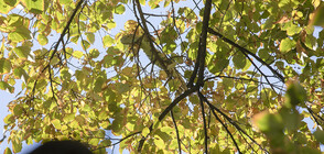 Близо еднометрова игуана свалиха от липа в Стара Загора (ВИДЕО+СНИМКИ)