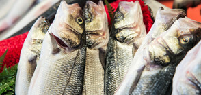 БАБХ изтегли от пазара над 250 кг заразена с Листерия пушена риба