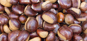 Фестивал на кестена в село Брежани