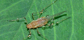 Листни въшки нападнаха Разград