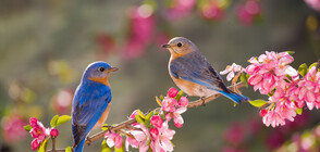 Най-шумната птица пее, за да открие любовта (ВИДЕО)