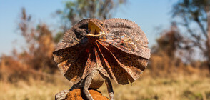 Животни, които се променят като магьосници (ГАЛЕРИЯ)