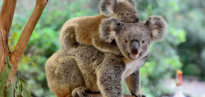 Стотици коали вероятно са загинали при горския пожар в Австралия (СНИМКИ)