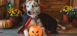Хелоуин на четири лапи (ВИДЕО+СНИМКИ)