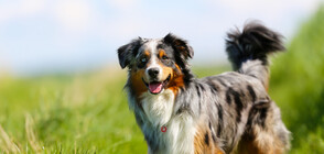 Куче, маскирано като линейка, имитира сирена (ВИДЕО)