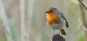 Червеношийка прелетя 225 км за четири часа