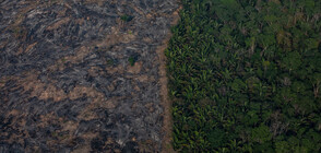 Бразилия отменя забраната за отглеждане на захарна тръстика в Амазония