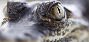 Австралиец се освободи от зъбите на крокодил, като му бръкна в окото