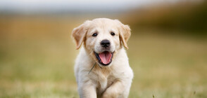 Кученце се роди с опашка на челото (ВИДЕО+СНИМКИ)