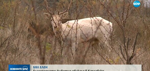 Бял елен обикаля в Карловско (ВИДЕО)