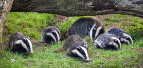 Семейство язовци редовно вечеря в двора на британка (ВИДЕО+СНИМКИ)