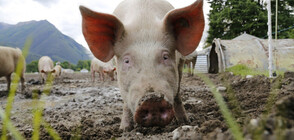 Прасе подгони журналист в ефир (ВИДЕО)