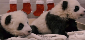 Бебета панди получиха подаръци за деня на Св. Николай