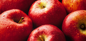 Червените ябълки изчезват заради климатичните промени