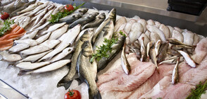 СЛЕД НИКУЛДЕН: БАБХ унищожава 217 кг риба без документи