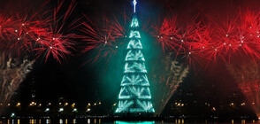 Елха в морето удиви жителите на Рио (ВИДЕО)