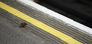 СНИМКА НА ГОДИНАТА: Биещи се мишки в метрото в Лондон (СНИМКА)