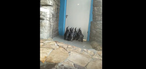 Очарователни пингвини играят със слънчево зайче (ВИДЕО)