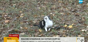 Защитници на животните алармират за масово избиване на котки в Бургас