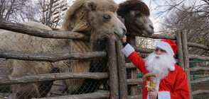 Животните във варненския зоопарк посрещнаха Дядо Коледа (СНИМКИ)