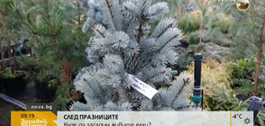 Русе ще има своя коледна гора (ВИДЕО)