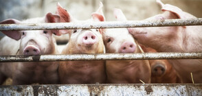 Откриха ново огнище на чума във ферма с почти 40 000 свине