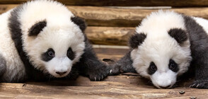 Бебетата панди от Берлинския зоопарк излязоха на първа разходка (ВИДЕО+СНИМКИ)