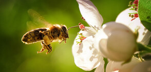 Еврокомисията забрани вреден за пчелите пестицид