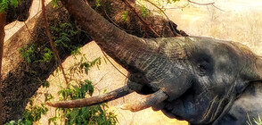 Слон се покатери на ограда, за да краде манго (СНИМКИ)