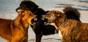 Агресивни кучета нападат хора във Велико Търново